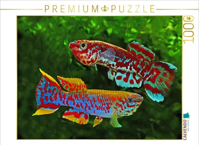 Zdjęcie produktu dla Calvendo 4066851202709, 1000 szt., Animals