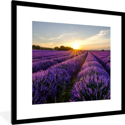 Produktbild von MuchoWow® Gerahmtes Poster Lavendel - Blumen - Sonnenuntergang - Lila 40x40 cm - Poster mit Schwarzem Bilderrahmen Wandposter Rahmen Foto Bilder - Poster - Plakat im Rahmen