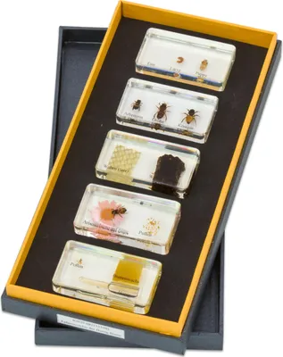 Produktbild von Betzold, Lebenszyklus, Honigbiene, inkl. 5 Kunstglasblöcken, in Aufbewahrungsbox