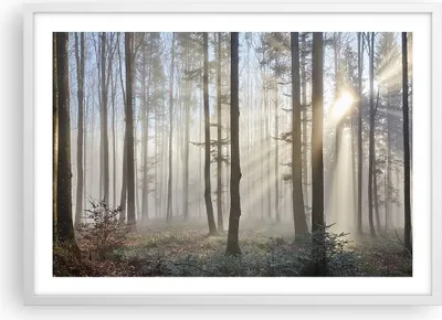 Produktbild von Gerahmtes Poster - Weißer Rahmen - Wald Baum Natur - 70x50 cm - Wand Bild - Wanddeko - Wandbilder - Kunstposter - Wandposter - Bilderrahmen - Bilder - Kunstdruck - Wandbild - P2WAA70x50-3749