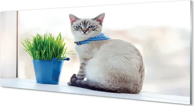 Produktbild von Glasbilder 125x50 Wandkunst sitzende Katze