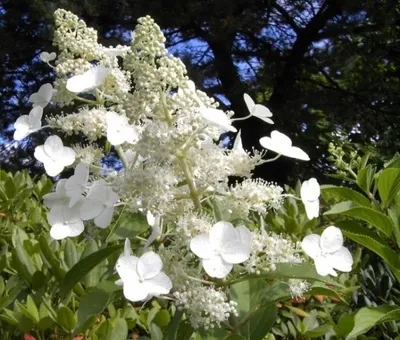 Produktbild von Rispenhortensie Kyushu - Hydrangea paniculata Kyushu - duftend