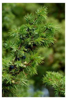 Produktbild von Gemeiner Wacholder Juniperus communis Pflanze 15-20 cm