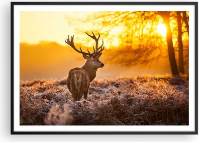 Produktbild von Gerahmtes Poster - Schwarzer Rahmen - Herbst landschaft natur blatt - 100x70 cm - Wand Bild - Wanddeko - Wandbilder - Wandposter - Bilderrahmen - Bilder - Kunstdruck - Wandbild - P2BAA100x70-2552
