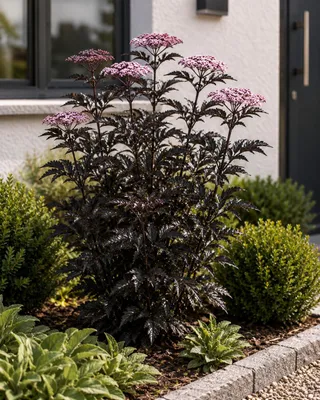 Produktbild von Säulen-Holunder 'Black Tower' 40–60 cm | Sambucus nigra | Schwarzer Holunder mit dunkelrotem Laub | Winterhart | Zierstrauch