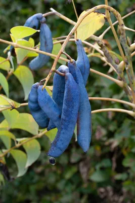 Produktbild von Decaisnea fargesii, Blauschote, exotisch, 60–80 cm
