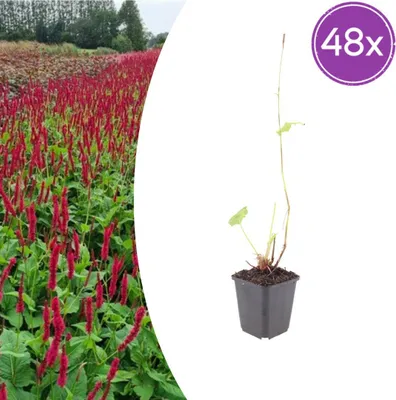 Image de Persicaria a. 'Blackfield' | 48 pièces - 10-25cm - Ø9cm - Plante de jardin