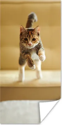 Produktbild von MuchoWow® Poster Katze - Frühling - Stuhl 40x80 cm - Dekoration