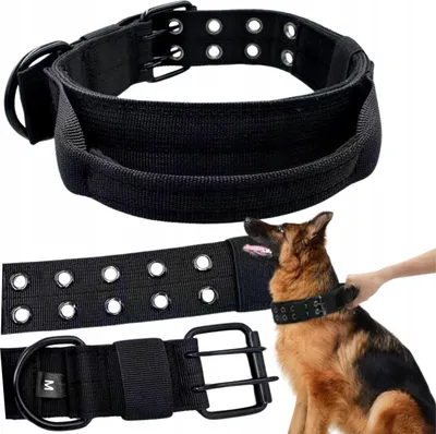 Collage of a dog collar and a German Shepherd wearing a dog collar.