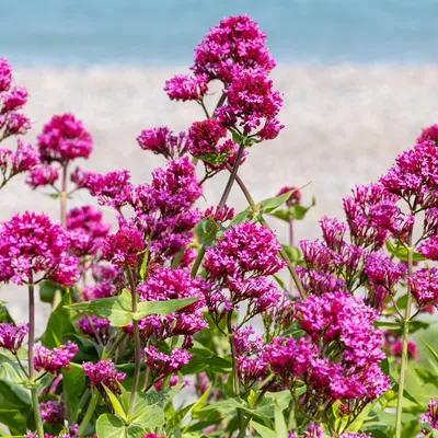 Produktbild von Bloomique - 3er Set - Centranthus Ruber Coccineus - Spornblume - Gartenpflanzen - Winterhart - Höhe 10-20 cm - Topf 9x9 cm