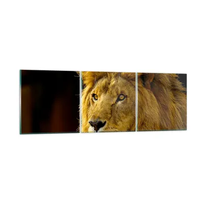 Produktbild von Bilder auf glas - Löwe Tiere Tierwelt - 150x50cm - Glasbilder - Wandbilder - Kunstdruck - zum Aufhängen bereit - Wanddekoration aus Glas - Glas Bilder - Wandbild auf Glas - 3 Teile - GCA150x50-1237
