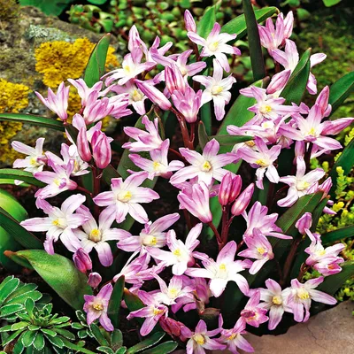 Produktbild von Chionodoxa Forbesi Zwiebeln Blumen Gewöhnliche Sternhyazinthe Pink Giant 10 St.