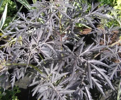 Produktbild von Rotlaubiger Holunder Black Lace - Sambucus nigra - duftend - Heilpflanze 40-60