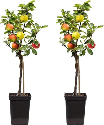Produktbild von Apfelbaum mit 3 Apfelsorten in einem Baum - 2er Set - Höhe 60-70 cm - Topf 17cm