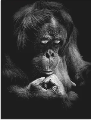 Produktbild von ARTland Wandbild Alu für Innen & Outdoor Orang Utan Größe: 45x60 cm