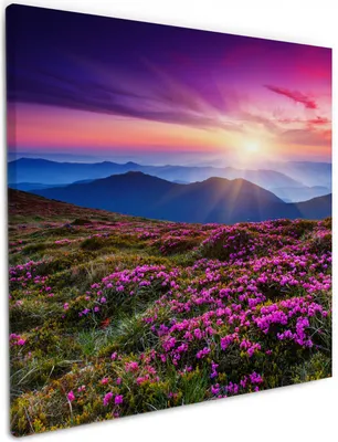 Produktbild von Wallario Premium Leinwandbild Blumenbedeckte Wiese bei Sonnenuntergang in Größe 50 x 50 cm