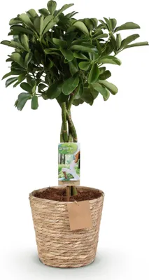 Obrázek produktu pro Schefflera Nora 70 - 80cm, 21cm, s košíkem, jako dekorace do obývacího pokoje