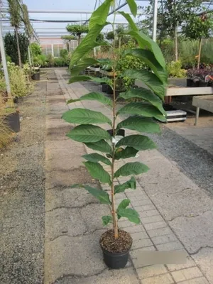 Produktbild von Asimina triloba Tropical Treat - Indianerbanane Tropical Treat Paw Paw 80-100cm