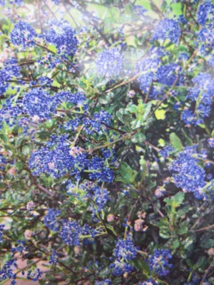 Produktbild von Ceanothus deliliana Blue Sapphire ® - Säckelblume Blue Sapphire ® - Hochstamm