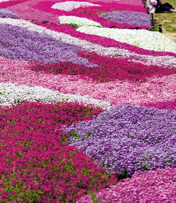 Produktbild von BALDUR-Garten 3er Phlox-Mix 'Flowers of the Sea',3 Pflanzen,Polsterphlox Polster-Flammenblume Polsterstauden Teppichphlox mehrjährig, Phlox subulata, trockenresistent