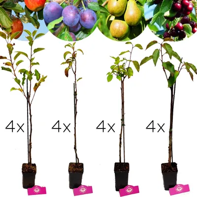 A collage of fruit trees in pots, with images of ripe fruit at the top.
