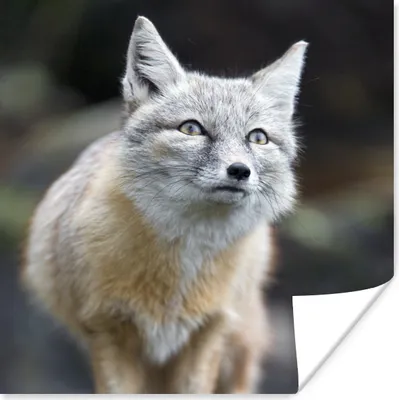 Produktbild von MuchoWow® Poster Fuchs - Makro - Baum 100x100 cm - Babyzimmer