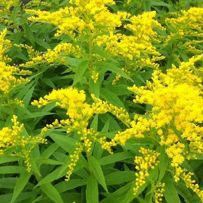 Produktbild von 6 x Goldrute  - Solidago 'Strahlenkrone'  | Topf 9cm x 9cm