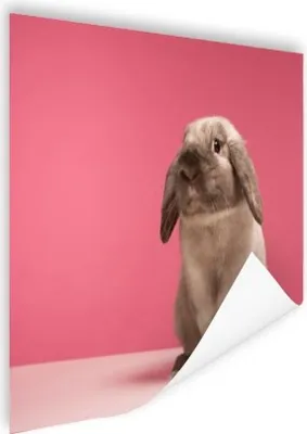Produktbild von MuchoWow® Poster Kaninchen - Tier - Rosa 180x120 cm - Fotoplakat