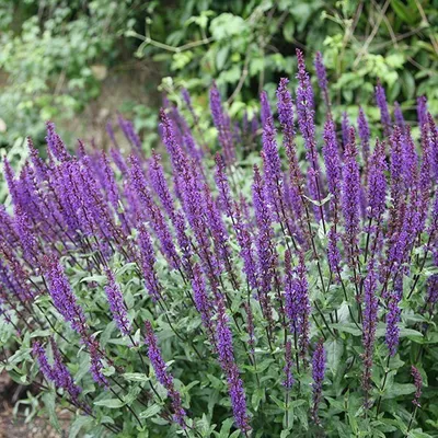 Obrázok produktu pre 6 x šalvia  - Salvia nemorosa 'Caradonna'  | Kvetináč 9 cm x 9 cm