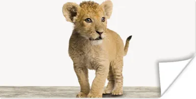 Produktbild von MuchoWow® Poster Löwe - Junge - Kinder - Jungen - Tiere - Mädchen 160x80 cm - Foto Poster