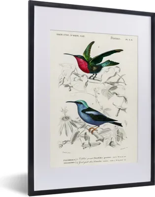 Produktbild von MuchoWow® MuchoWow® Gerahmtes Poster Vogel - Vintage - Zweig 30x40 cm - Poster mit zchwarzem Bilderrahmen - Wandposter Schlafzimmer