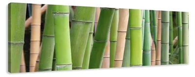 Obrázok produktu pre Obraz na plátne Bambus 120x40 cm zarámovaný