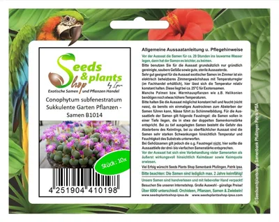 Produktbild von 10x Conophytum subfenestratum Sukkulente Garten Pflanzen - Samen B1014