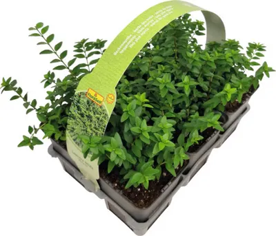 Obrázek produktu pro Zimolez FloraSelf Lonicera nitida 'Maigrün' balení 6 ks