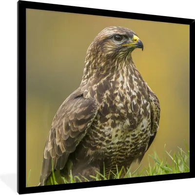 Produktbild von MuchoWow® Gerahmtes Poster Ein Bussard sitzt auf dem Feld 40x40 cm - Poster mit Schwarzem Bilderrahmen Wandposter Rahmen Foto Bilder - Mit Rahmen - Wanddekoration Schlafzimmer