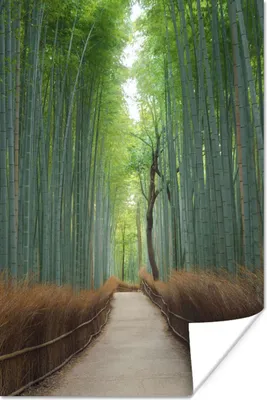 Produktbild von MuchoWow® Poster Bambus - Weg - Wald 120x180 cm - Kunstposter