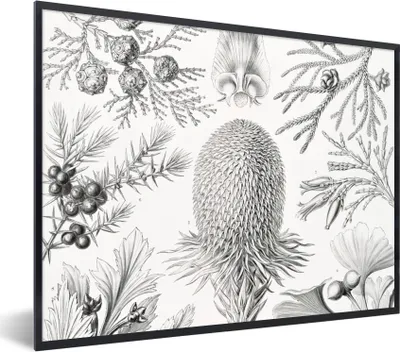 Produktbild von MuchoWow® Gerahmtes Poster Koniferen - Ernst Haeckel - Kunst - Retro - Illustration - Natur 40x30 cm - Poster mit Schwarzem Bilderrahmen Wandposter Rahmen Foto Bilder - Kunstposter - Wanddekorationen