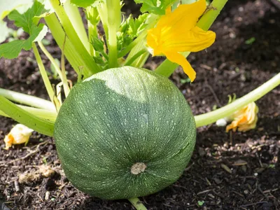 Produktbild von Zucchini Samen Tondo Runde Zucchinisamen Gemüsesamen 5 Korn Garten Hochbeet Balkon Saatgut AlexLand