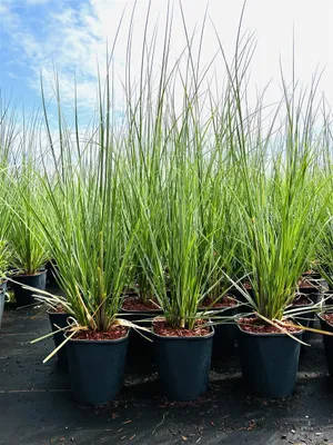 Produktbild von Cortaderia selloana, Pampasgras, 3-5 Liter Container