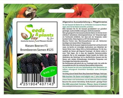 Zdjęcie produktu dla 25x Giant F1 Blackberry Fruit Plants - Seeds #125