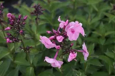Obrázok produktu pre 6 x Phlox (p) 'Herbstwalzer' - Plamienok - kvetináč 9 x 9 cm