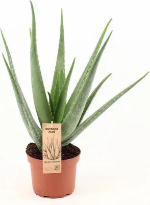 Produktbild von Echte Aloe Vera Zimmerpflanze Ø19cm 70cm hoch Sukkulente mit heilender Wirkung