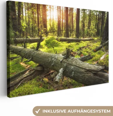 Produktbild von OneMillionCanvasses® - Leinwandbilder - 140x90 cm, Baum - Wald - Moos, Wandbilder Kunstdruck Wanddekoration