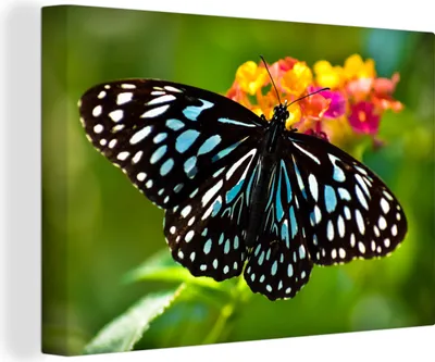Produktbild von OneMillionCanvasses® - Leinwandbilder - 140x90 cm, Blauer Tigerfalter, Wandbilder Kunstdruck Wanddekoration - Foto auf Leinwand - Gemälde auf Holzrahmen