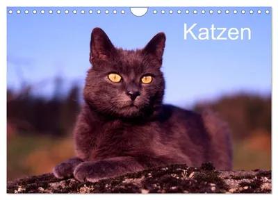 Produktbild von Katzen (Wandkalender 2027 DIN A4 quer), CALVENDO Monatskalender