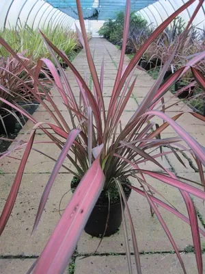 Produktbild von Phormium tenax Evening Glow - Neuseelandflachs - Harakeke Flax