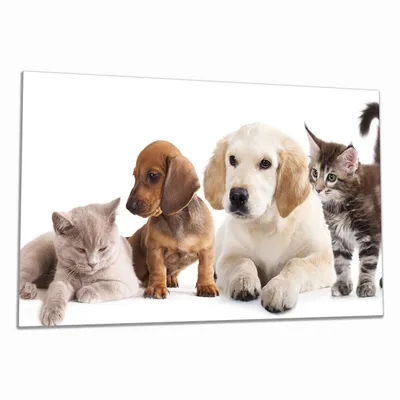 Produktbild von Wallario Herdabdeckplatte aus Glas, Größe 90 x 52 cm 1-teilig, Motiv Hundewelpen und Katzenjunge