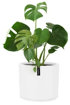 Produktbild von Fox & Fern Blumentopf, Übertopf Groß, UV- und Frostbeständige Blumentöpfe, Blumentopf für Innen und Außen, Übertöpfe für Zimmerpflanzen, Übertopf mit Stopfen, Faserstein Pflanzentopf, Einzeltopf