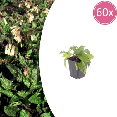 Produktbild von Symphytum grandiflorum | 60 Stück - 10-25cm - Ø9cm - Gartenpflanze