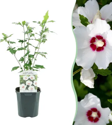 Produktbild von GreenboutiQ - Sträucher - Hibiscus syriacus Red Heart - Blüte Weiß Mit Rotem Herzen - 1 Pflanze - Laubabwerfend - Wenig Pflege - Topf 17cm Höhe 45cm